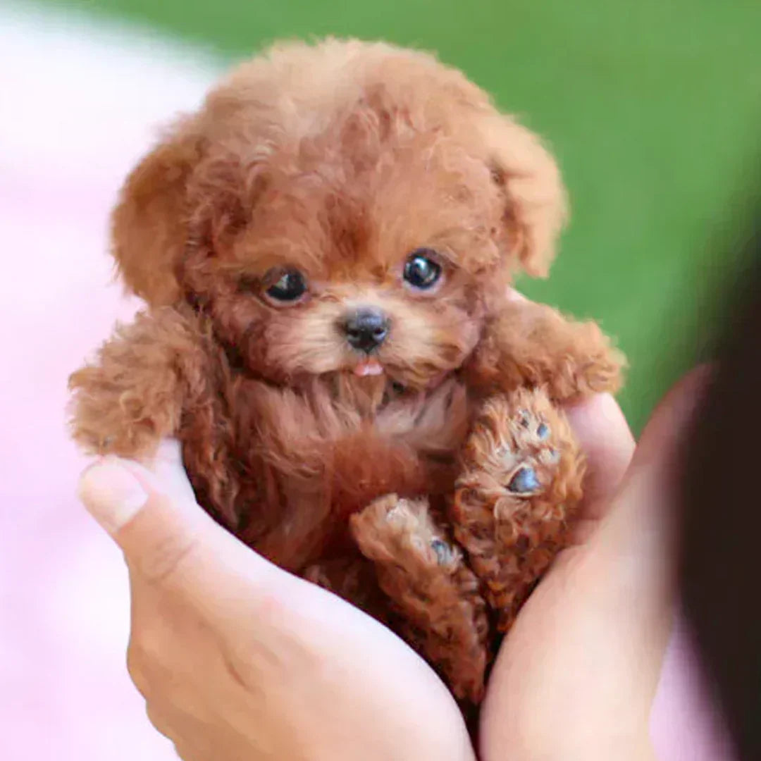 🐶🌭Nico - My Realistic Robot Puppy🐶